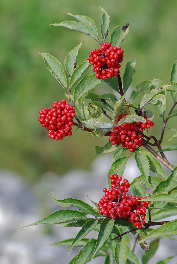 Sambucus racemosa / Sambuco rosso